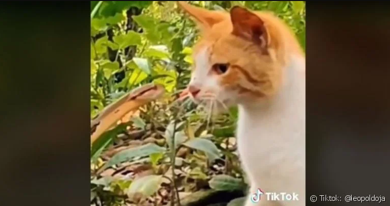  Tem gato corajoso dotado de tanta bravura que encara até uma cobra