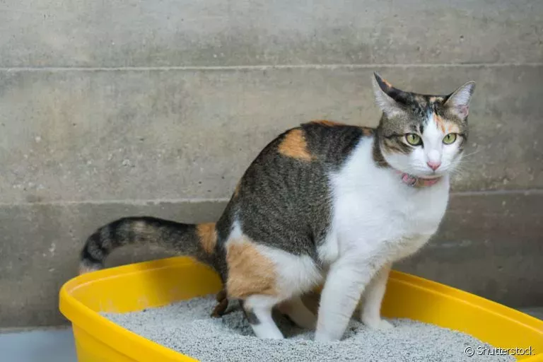 Escolher uma boa areia para gato não é tão difícil, mas é preciso avaliar vantagens e desvantagens de cada tipo do produto