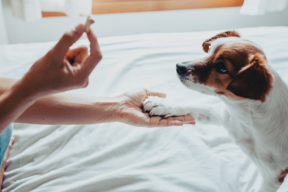 O adestramento de cachorro é fundamental para que o filhote cresça mais obediente