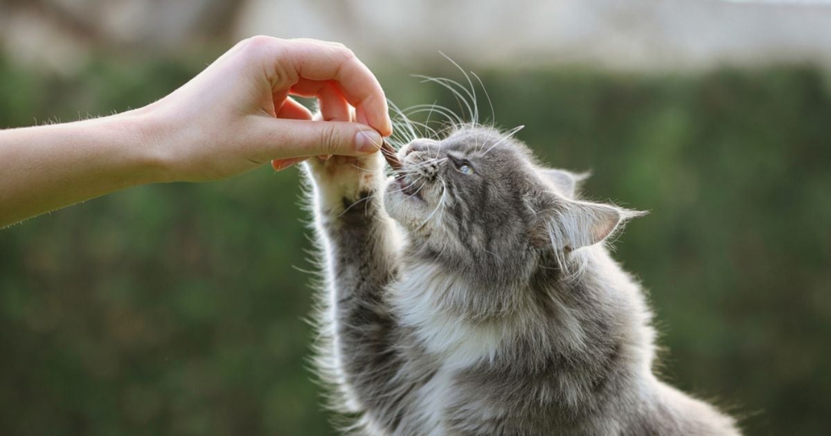 Infográfico: 6 princípios para adestrar gatos e não errar mais