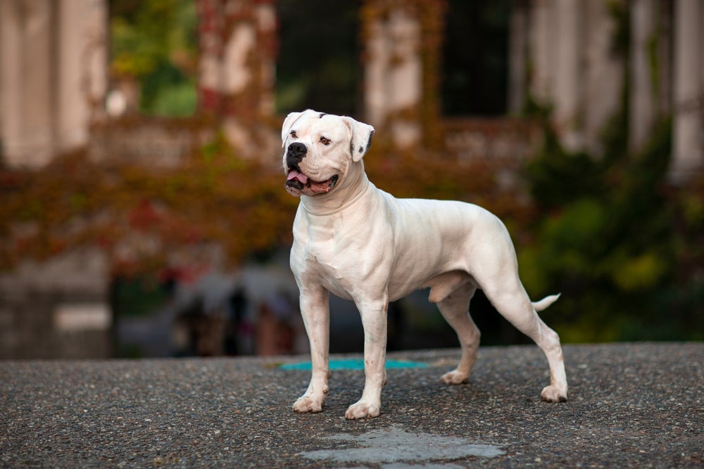 O Bulldog Americano é um cachorro de porte médio muito usado para guarda