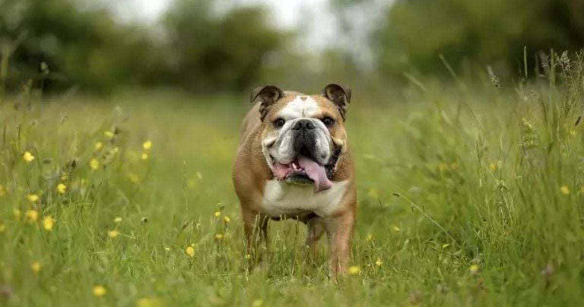 O Bulldog Inglês é uma das raças mais queridinhas no Brasil. Saiba tudo sobre ele!