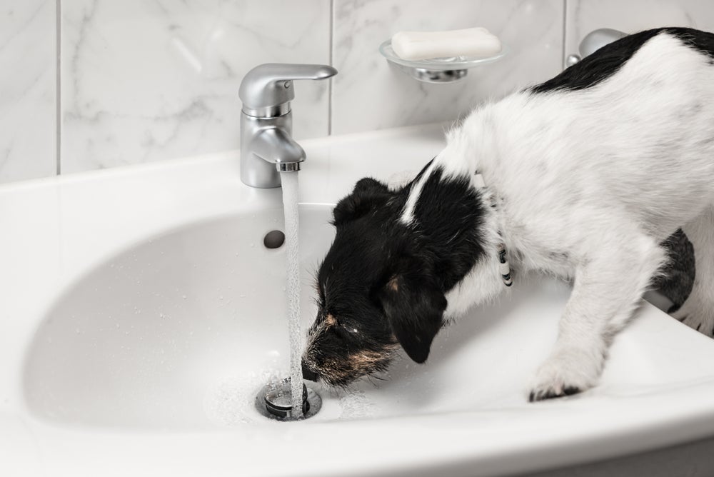 Cachorro pode beber água da torneira se a água for potável