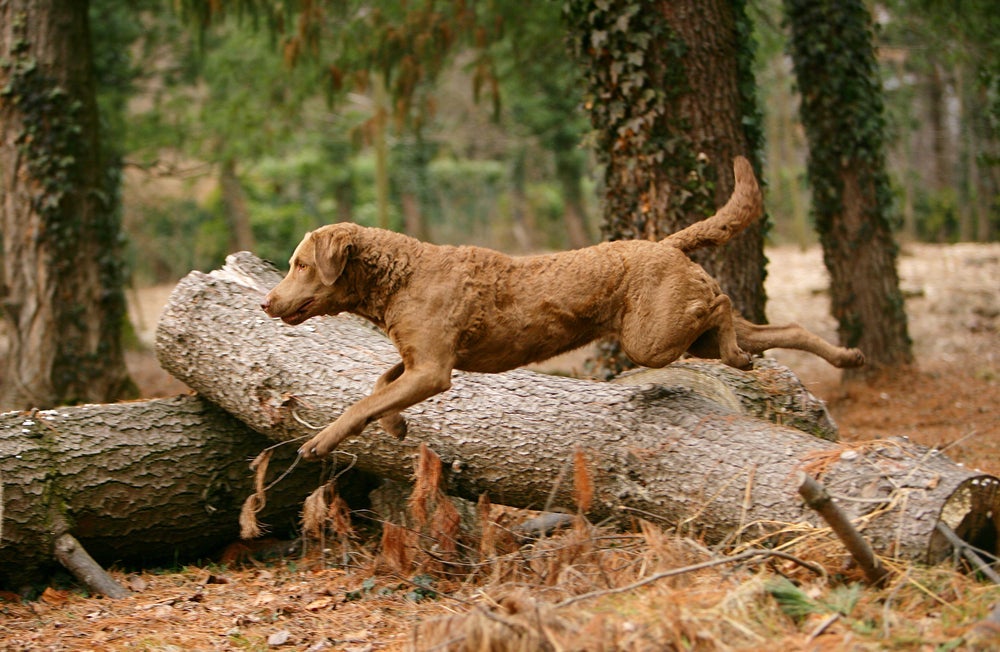 O cachorro Chesapeake Bay Retriever tem pelagem marrom e impermeável