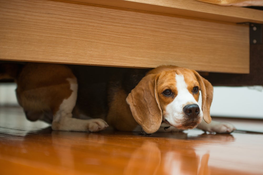 Cachorro se escondendo pode ser medo, doença ou só brincadeira
