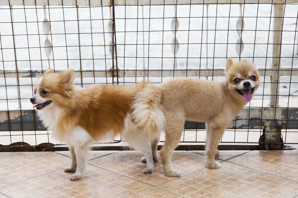 Você sabe por que os cachorros ficam grudados após o cruzamento?