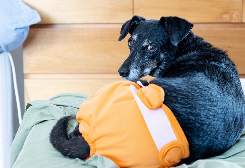 Fralda para cachorro é um acessório importante na rotina de pets com deficiência