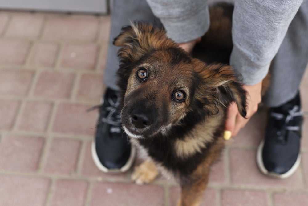 A bexiga do cachorro paraplégico deve ser esvaziada manualmente