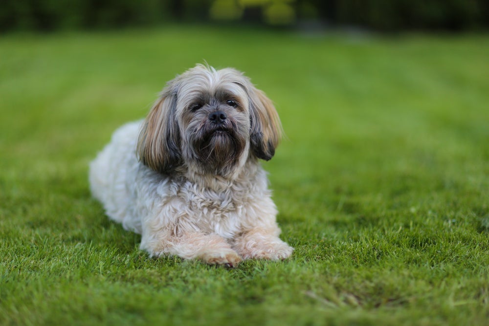 Cachorro que protege o dono não precisa ter tamanho, basta ter o instinto protetor aflorado - como o Lhasa Apso
