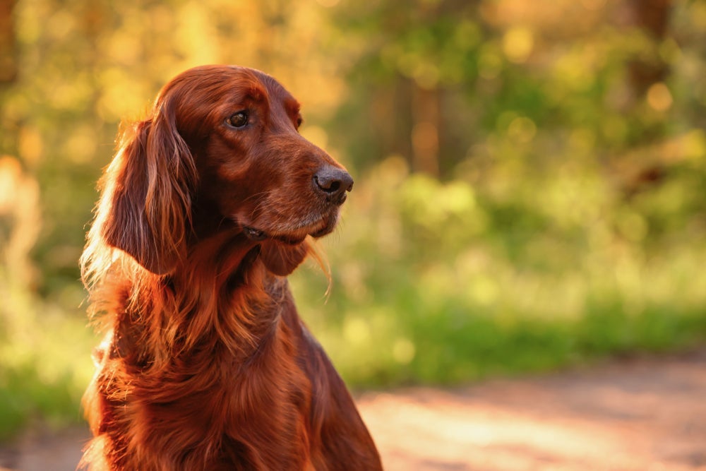 Do Setter Irlandês ao Vira-lata: conheça raças de cão ruivo