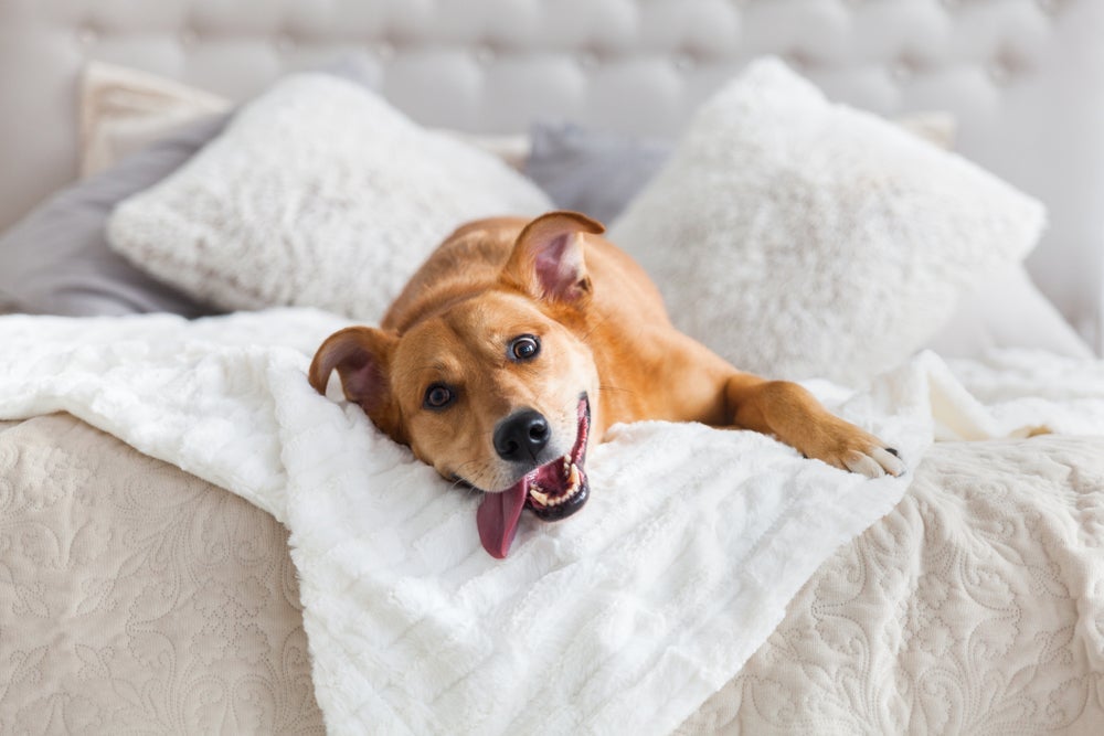 É possível treinar o cachorro para ficar sozinho no apartamento sem drama