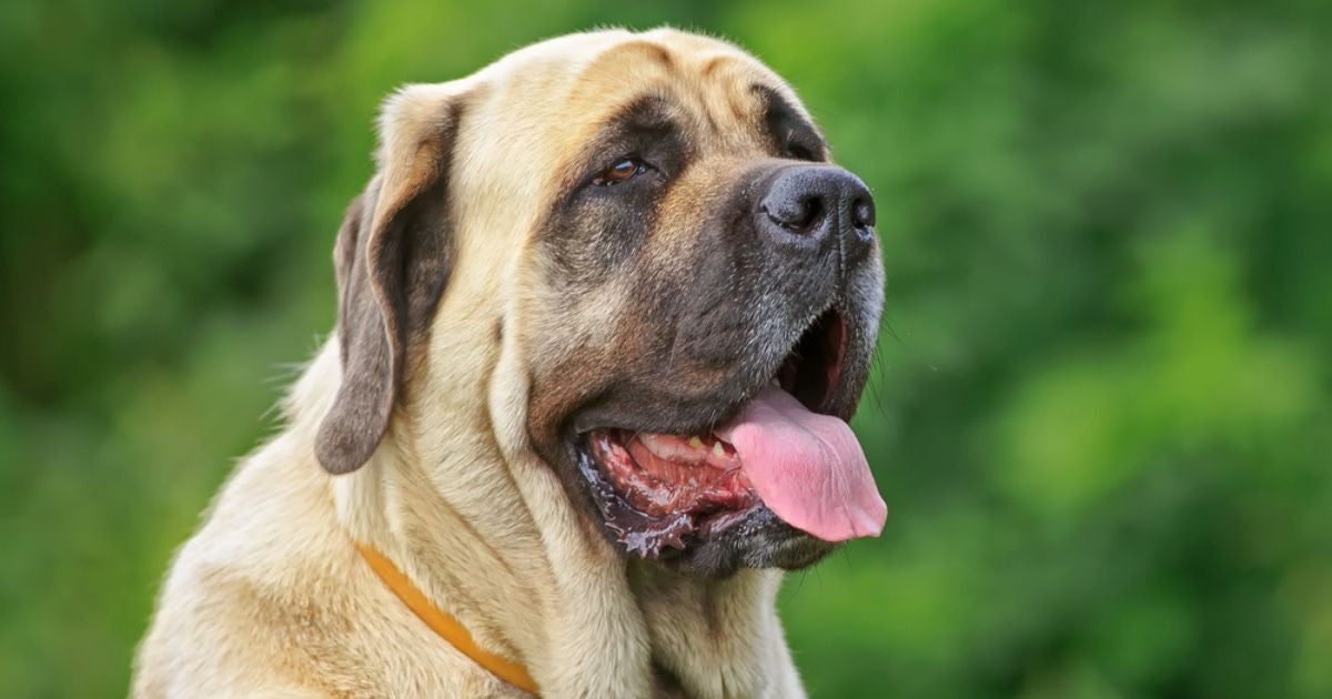 Os cachorros molossos são protetores e têm o porte atlético