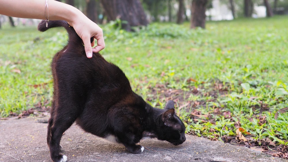 O gato de costas mostrando o bumbum é um sinal de confiança