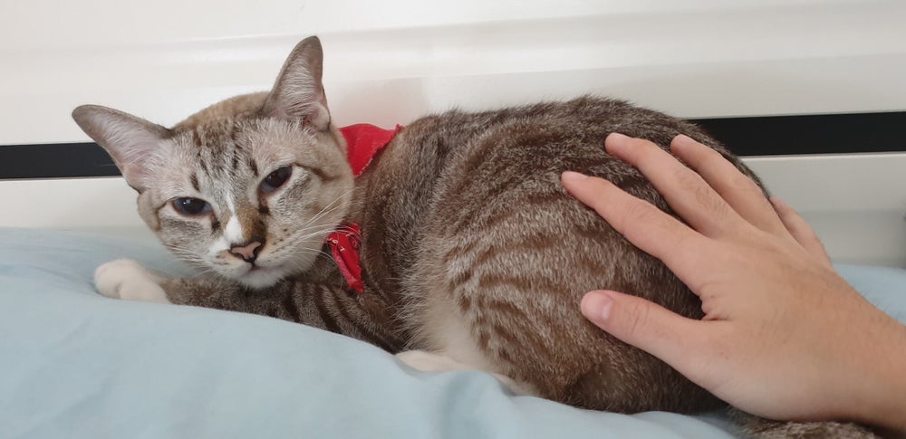 Alguns gatos gostam de tapinhas nas costas