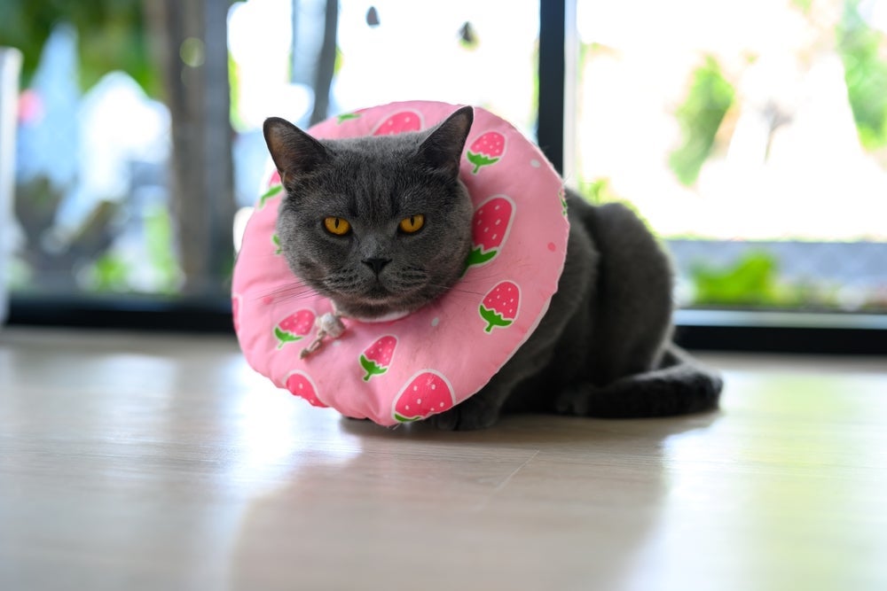 Castrar o gato no cio não é recomendado e pode trazer problemas