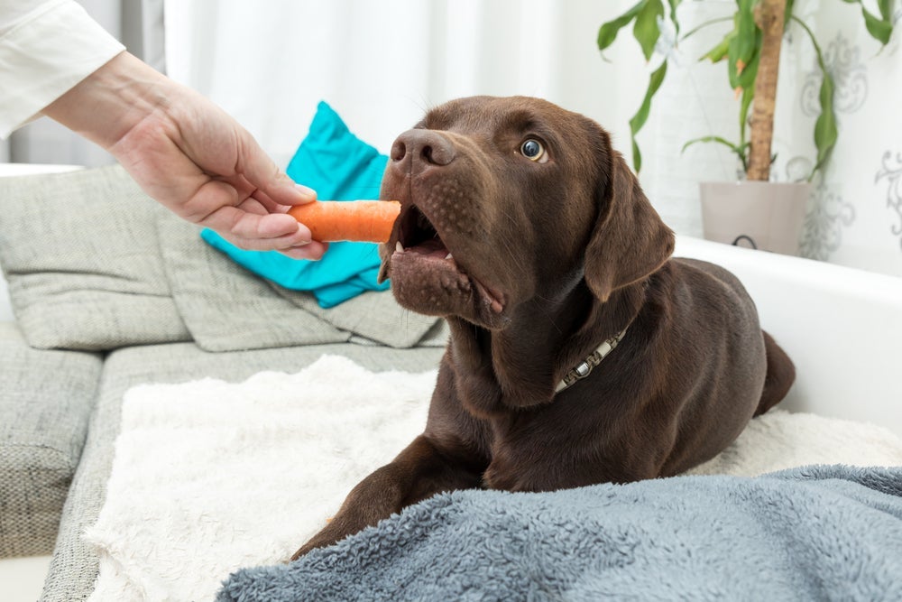 Verduras e legumes ajudam a aumentar imunidade do cachorro