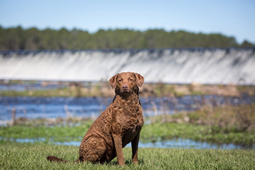 O Chesapeake Bay Retriever é um cão atlético e inteligente