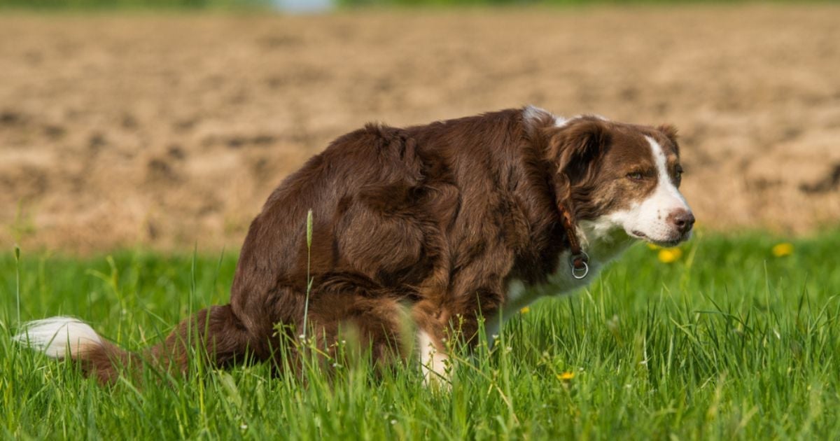 Tipos de cocô de cachorro: veja em infográfico o que cada cor e consistência das fezes significa