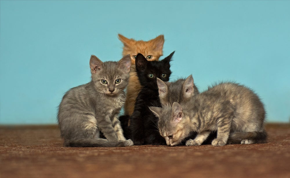Gatos vira-latas: veja infográfico e conheça as cores de pelagem mais comuns
