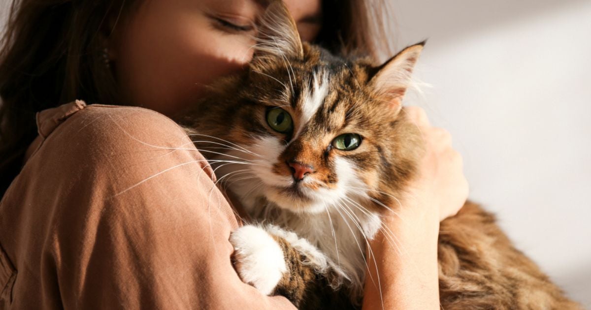 O Dia De Abraçar Seu Gato é comemorado em 4 de Junho