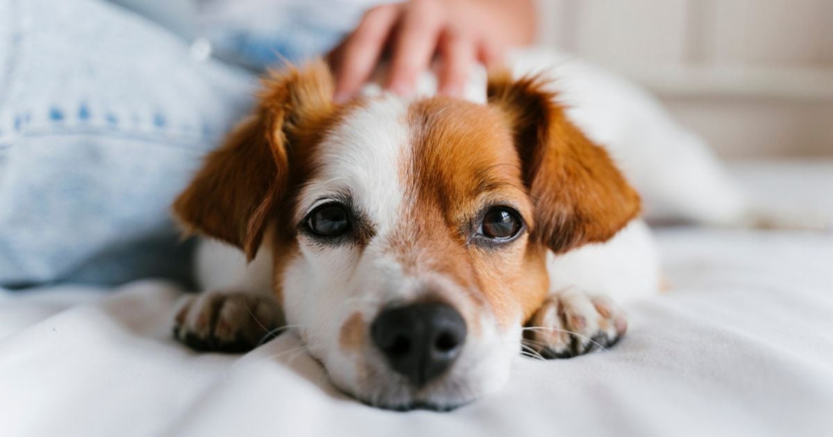 Distiquíase em cães é uma das doenças oculares mais comuns
