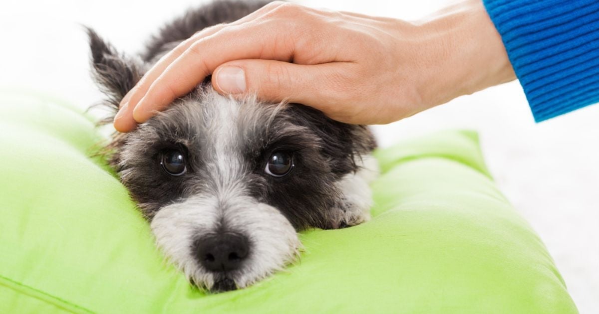 A febre em cachorro pode ser identificada com o auxílio de um termômetro e a observação de outros sintomas associados