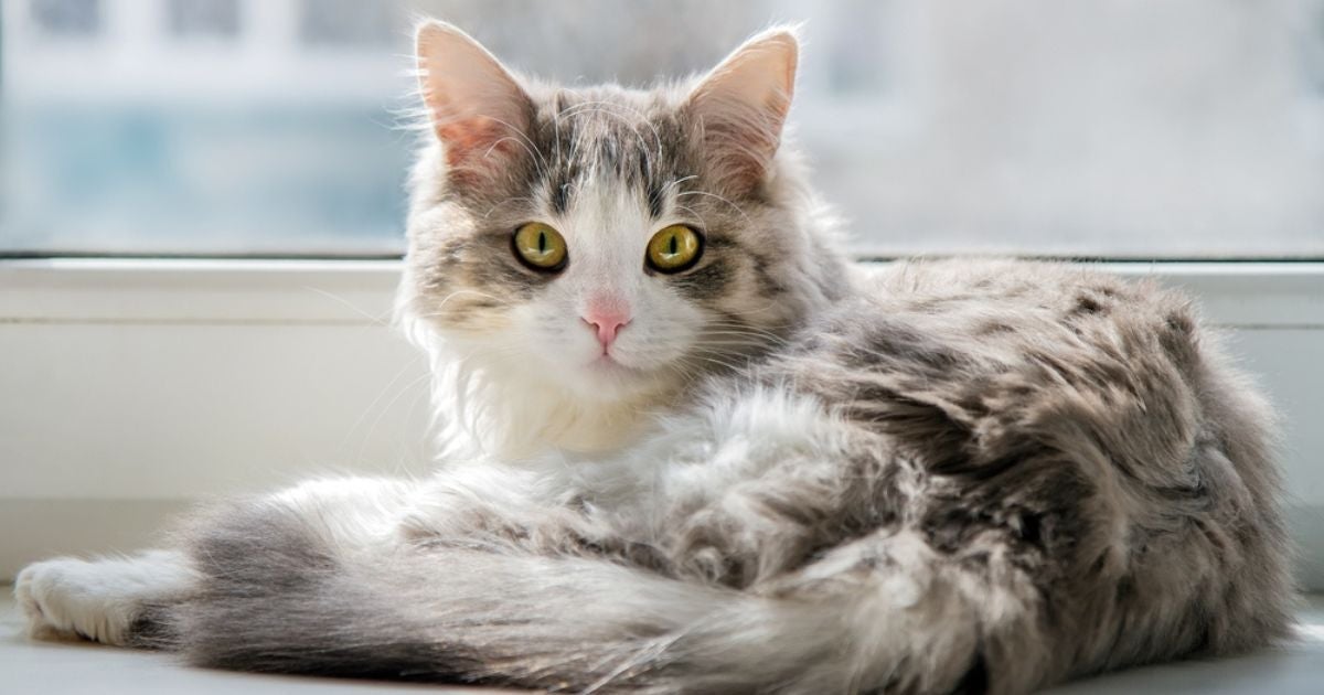 FeLV é uma doença popularmente conhecida como leucemia felina