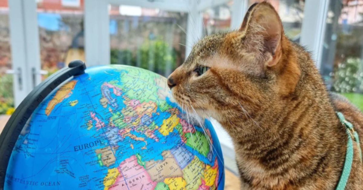 Viajar com gato é possível, e a Nala é a prova disso, tendo visitado cerca de 30 países ao lado do seu tutor Dean