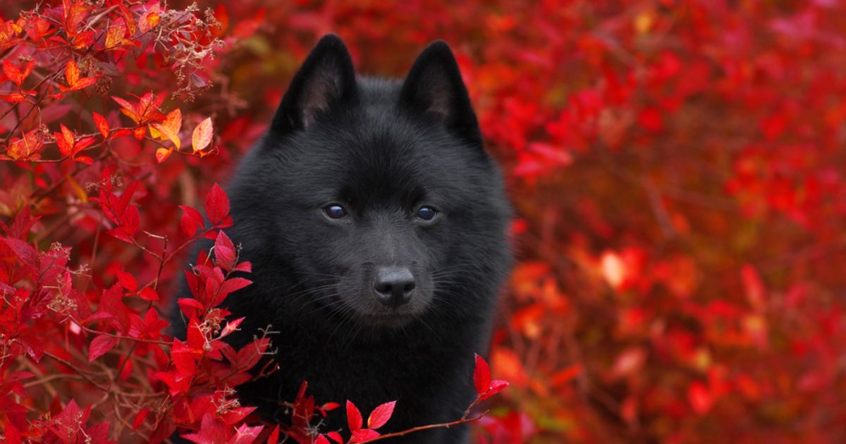 O Schipperke é um cachorro pequeno, mas muito destemido e esperto