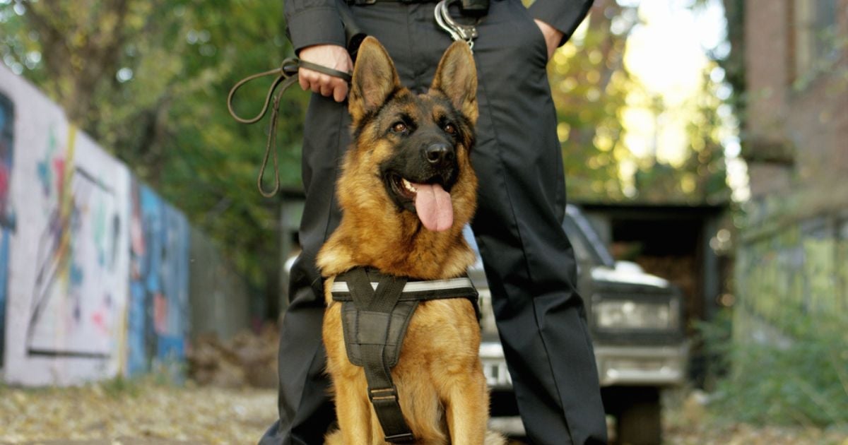 Dia do trabalhador pet: um cão de trabalho muito popular é o Pastor Alemão como cão policial