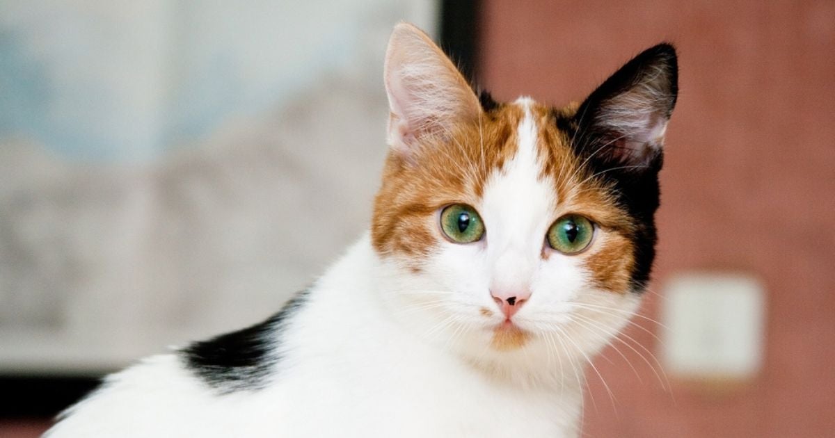 Gato de três cores normalmente é fêmea por causa dos cromossomos sexuais dos pets