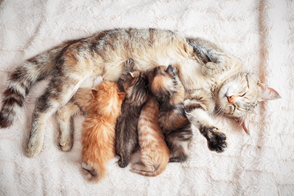 Gatos mamam até que idade: pode variar entre 6 e 8 semanas
