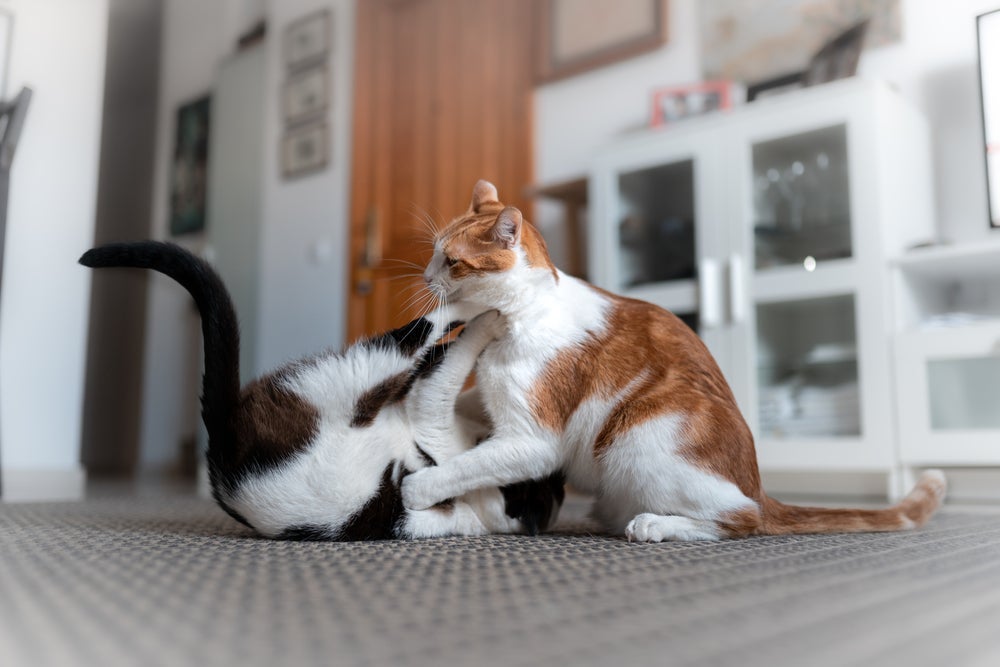 Identificar se os gatos estão brigando ou brincando nem sempre é fácil