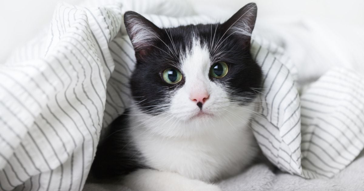 O gato com frio sempre encontra formas de se aquecer, e o tutor pode ajudar nisso