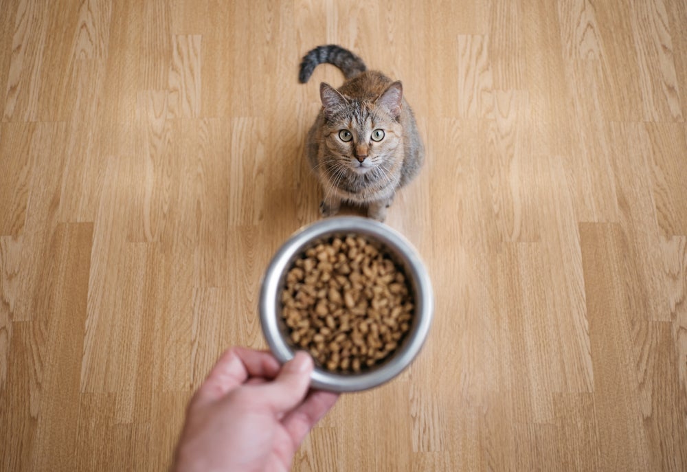 Quando o gato enjoa da ração, é hora de oferecer outras opções