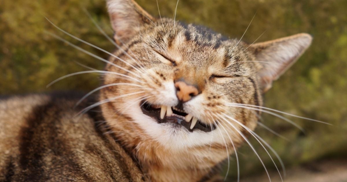 Gato espirrando nem sempre é algo sério, mas é bom avaliar a frequência do sintoma