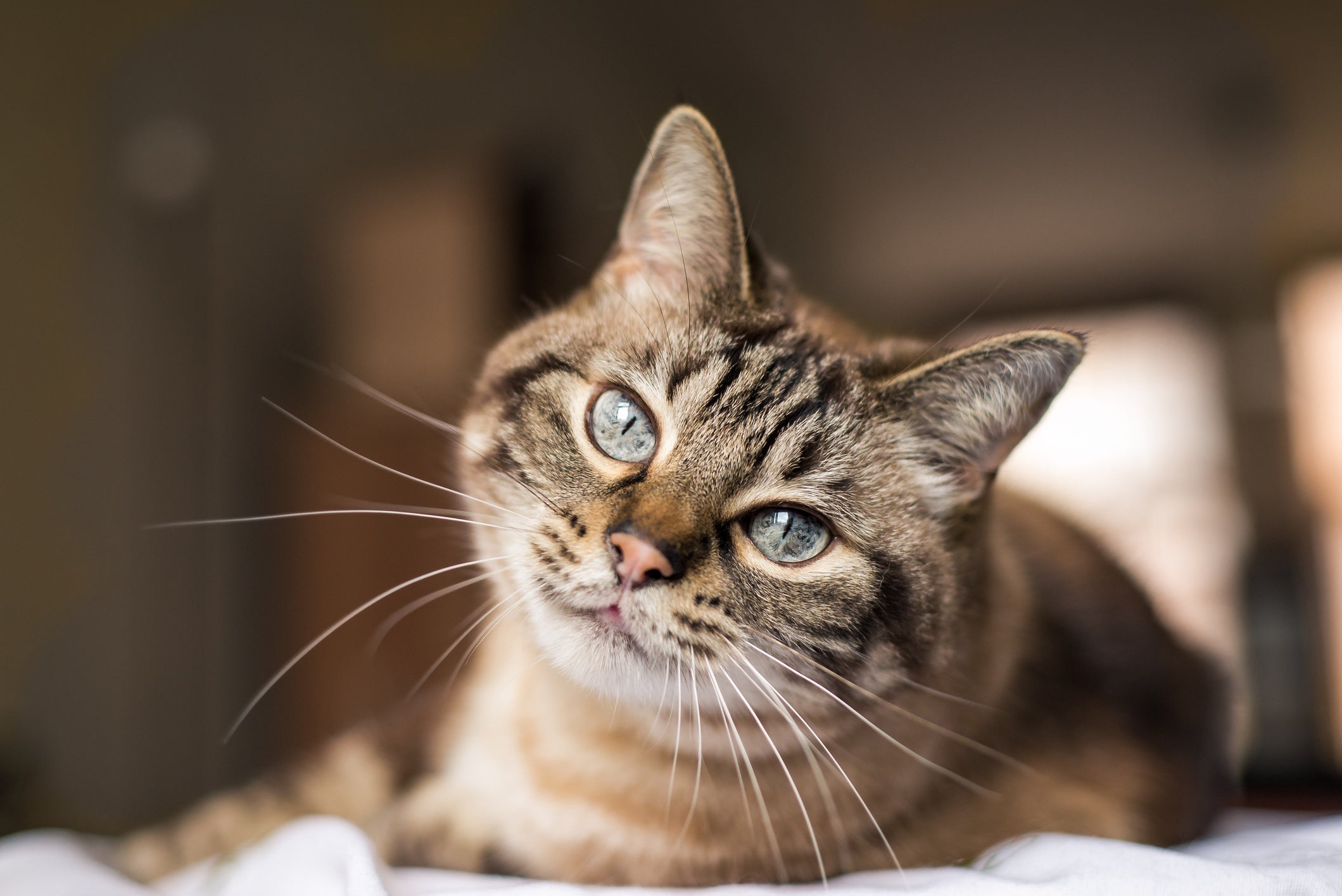 O gato estressado compromete o bem-estar e saúde do pet