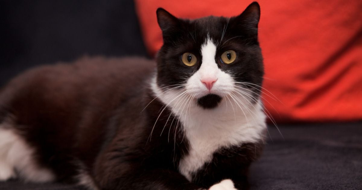 Gato frajola: tudo que você precisa saber sobre esse pet (com infográfico)