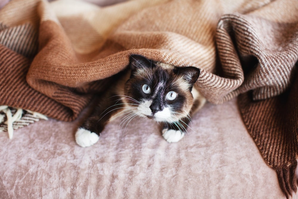 Os pelos de gato mantêm ele aquecido no outono e no inverno