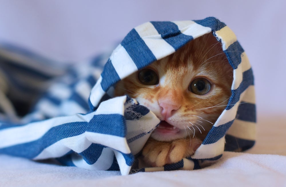 Gato mordendo roupas e tecidos pode ter vários significados