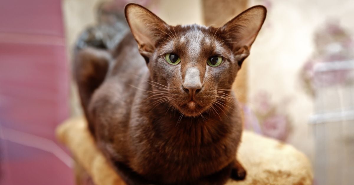 O gato marrom tem um comportamento curioso e independente, mas pode ser carinhoso também