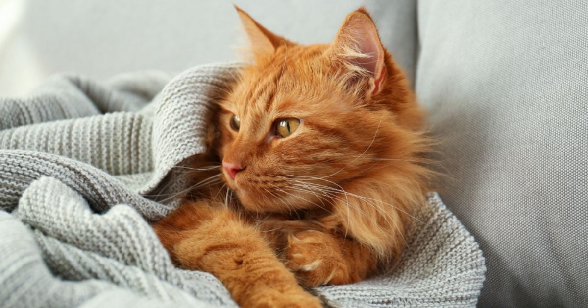 Doenças de gato como rinotraqueíte felina são comuns no inverno