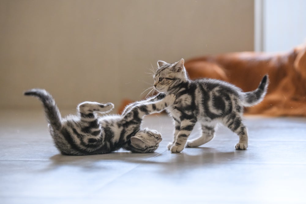 Gatos brincando geralmente emitem poucos sons