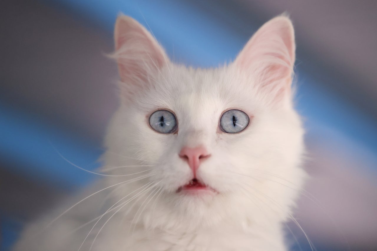 Gatos brancos são surdos com mais frequência do que felinos de outras cores