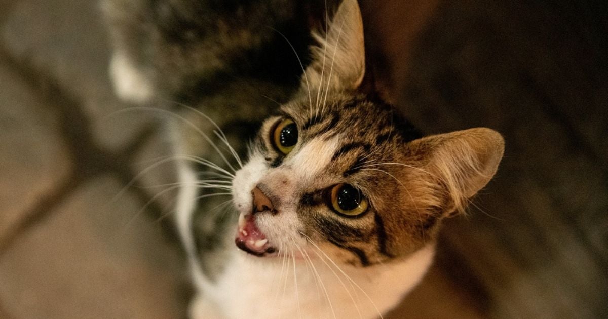 Gato tossindo é um sinal de problemas respiratórios