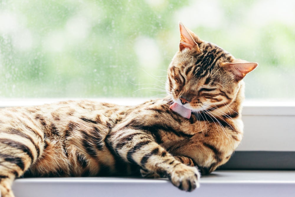 O "banho de gato" é suficiente para manter o pet limpinho