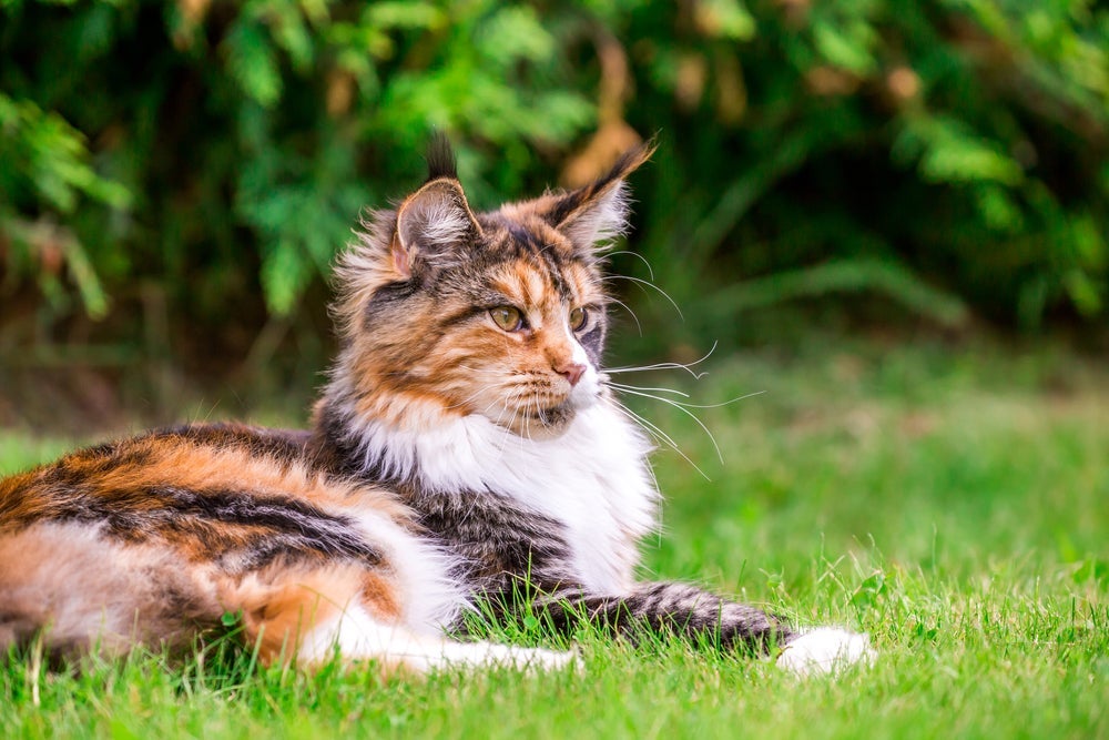 O Maine Coon é uma ótima raça de gato para idosos que buscam companhia