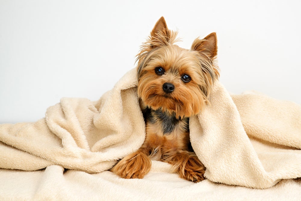 Mesmo cachorros com pelo longo, como o Yorkshire, podem sentir mais frio no inverno