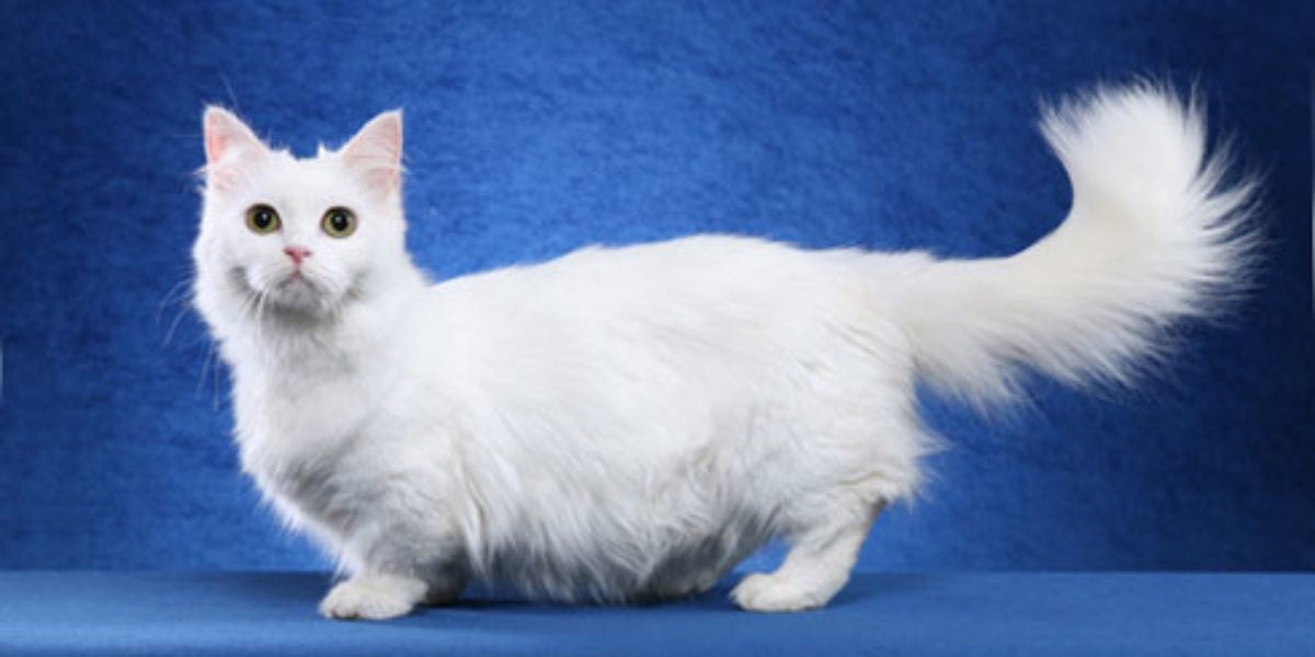 O gato Napoleon é uma raça de pernas curtas e olhos grandes
