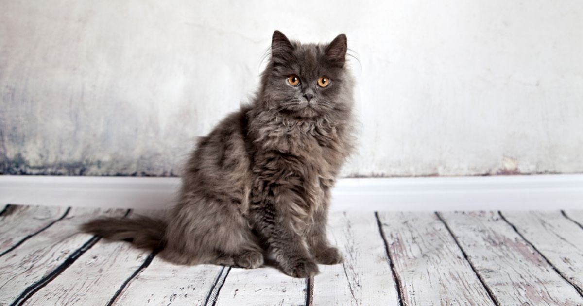 Os nomes para gato Persa não devem ser muito compridos e nem ser parecidos com comandos